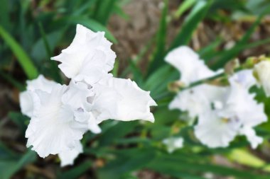 Açık havada bahar gününde güzel çiçek açması Iris