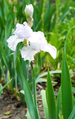 Açık havada bahar gününde güzel çiçek açması süsen