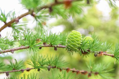 Açık havada yeşil koni ile güzel karaçam ağacı