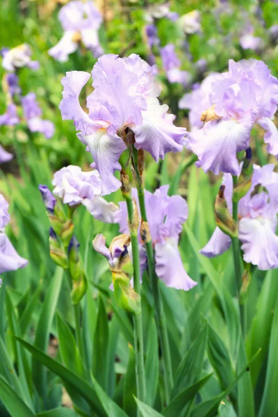 Bella Fioritura Iridi Giorno Primavera All Aperto — Foto Stock