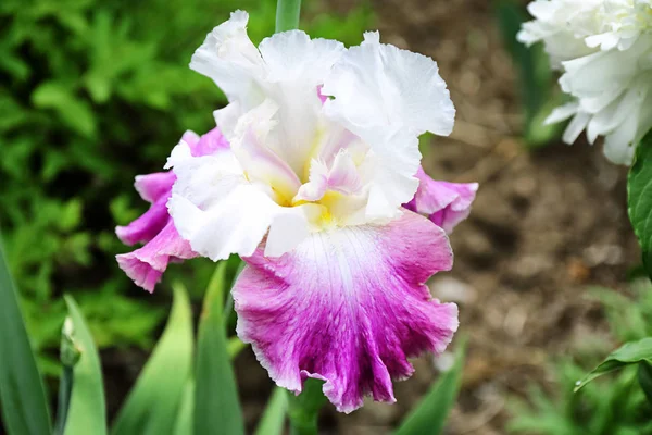 Açık havada bahar gününde güzel çiçek açması Iris