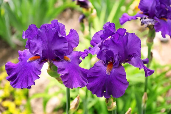 Mooie Bloeiende Irissen Lente Dag Buitenshuis — Stockfoto