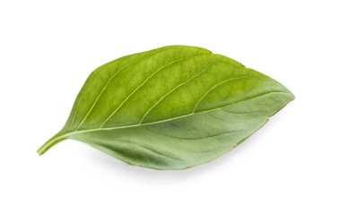 Beyaz zemin üzerine Yeşil taze fesleğen yaprağı