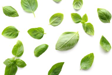 Beyaz arkaplanda taze yeşil fesleğen yaprakları