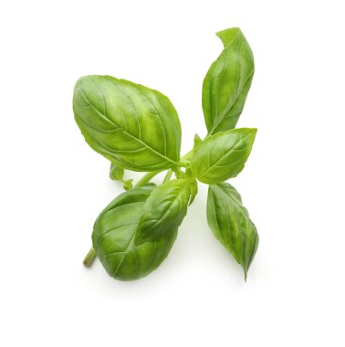 Beyaz arkaplanda taze yeşil fesleğen