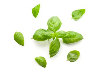 Beyaz arkaplanda taze yeşil fesleğen