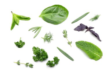 Beyaz arka plan üzerinde farklı bitkilerin yaprakları