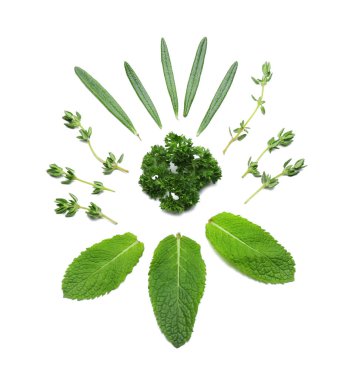 Beyaz arka plan üzerinde farklı bitkilerin yaprakları ile kompozisyon