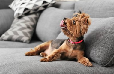 Evdeki kanepede sevimli, komik bir köpek.