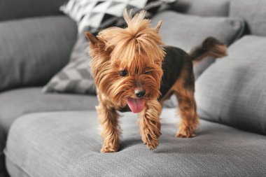 Evdeki kanepede sevimli, komik bir köpek.