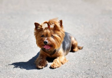 Güneşli günü açık havada şirin komik köpek