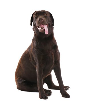 Beyaz arka planda sevimli komik bir köpek.
