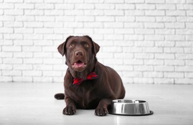 Duvara karşı boş kase ile şirin komik köpek