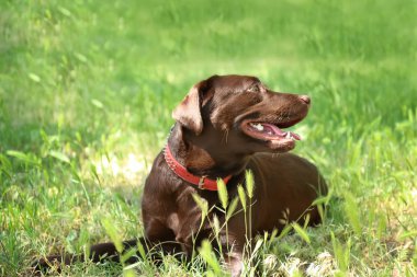 Bahar günü Park'ta şirin komik köpek