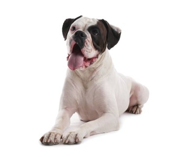 Beyaz arka planda sevimli komik bir köpek.