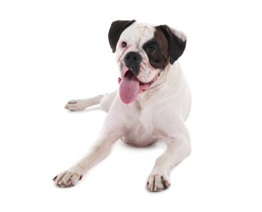 Beyaz arka planda sevimli komik bir köpek.