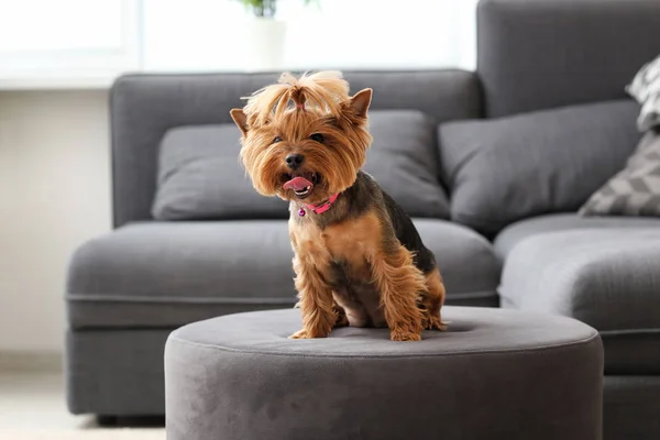 Sød Sjov Hund Puf Derhjemme - Stock-foto