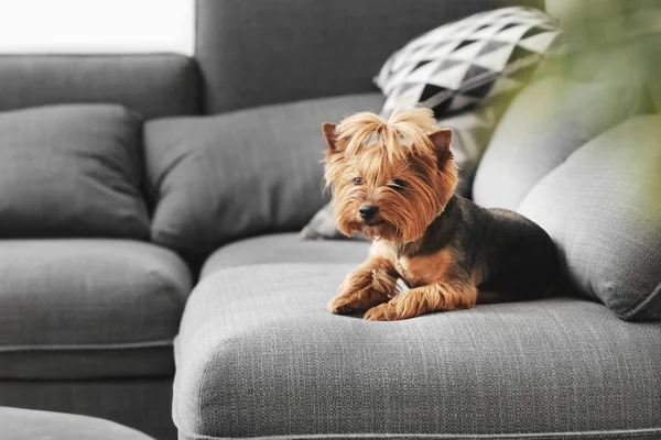 Cute Funny Dog Sofa Home — Stock Photo, Image