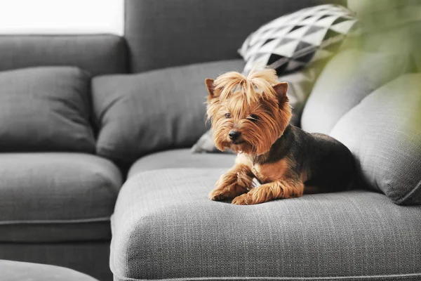 Cute funny dog on sofa at home