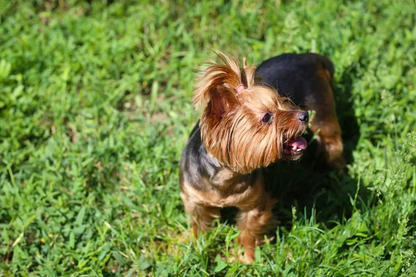 Şirin komik köpek park güneşli