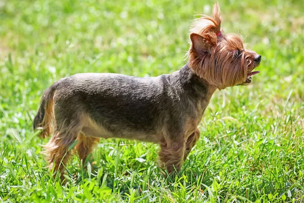 Lindo Perro Divertido Parque Día Soleado — Foto de Stock