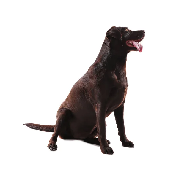 Big grey dog lies isolated on white background Stock Photo by ©Ashva