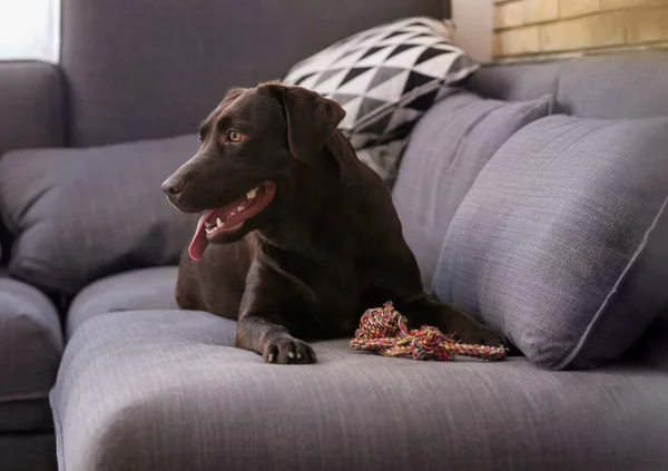 Söt Rolig Hund Soffan Hemma — Stockfoto