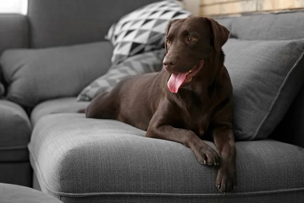 Anjing Lucu Lucu Sofa Rumah — Stok Foto