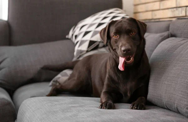 Sød Sjov Hund Sofaen Derhjemme - Stock-foto