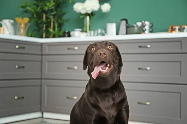 Sød Sjov Hund Køkkenet - Stock-foto