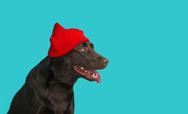 Cão Engraçado Bonito Cap Contra Fundo Cor — Fotografia de Stock