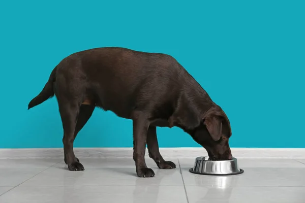 Sphynx Chat Secoue La Tête Sur Fond Noir Photographie