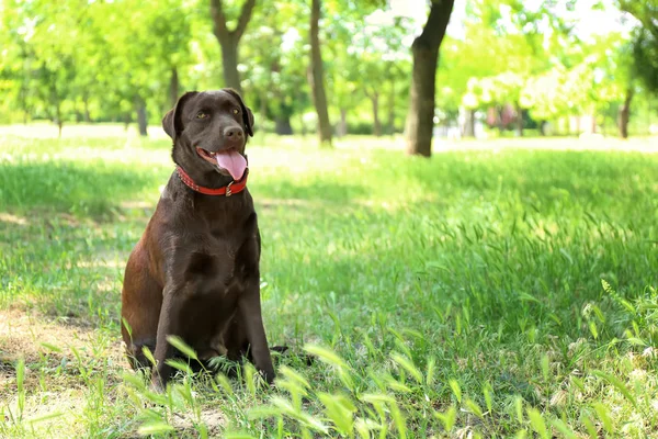 Cão Engraçado Bonito Parque Dia Primavera — Fotografia de Stock