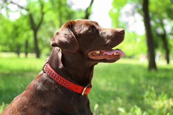 Cute Funny Dog Park Spring Day — Stock Photo, Image