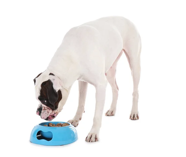 Cão Engraçado Bonito Comendo Tigela Fundo Branco — Fotografia de Stock