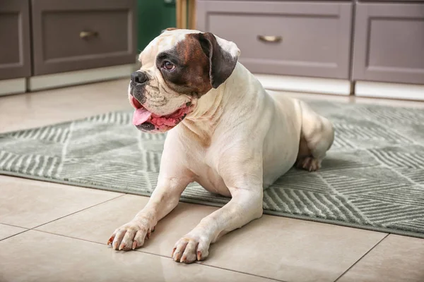 Anjing Lucu Yang Lucu Dapur — Stok Foto
