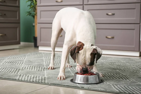 Lindo Divertido Perro Comer Desde Bowl Cocina — Foto de Stock