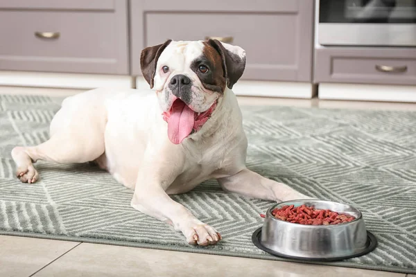 Anjing Lucu Dekat Mangkuk Dengan Makanan Dapur — Stok Foto