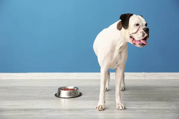 Lindo Perro Divertido Tazón Con Comida Cerca Pared Color — Foto de Stock