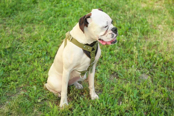 Lindo Perro Divertido Aire Libre — Foto de Stock