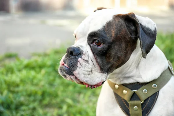 Cute Funny Dog Outdoors — Stock Photo, Image