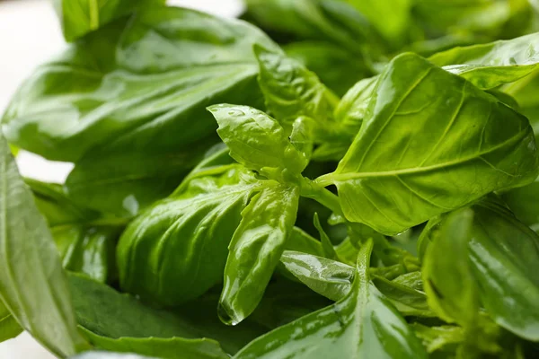 Fresh Green Basil Closeup — Stock Photo, Image