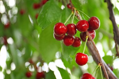 Tatlı kiraz çilek bahçesinde ağaç dalları üzerinde