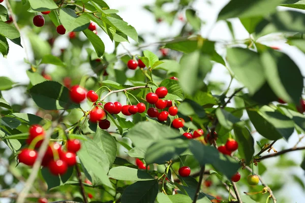 Cerises Mûres Fraîches Sur Arbre — Photo