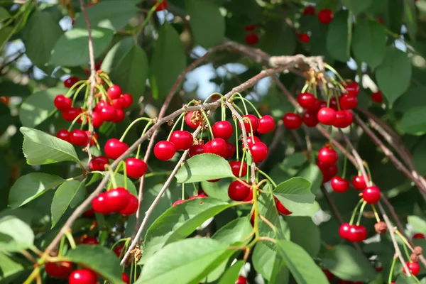 Bacche Ciliegio Mature Fresche Albero — Foto Stock