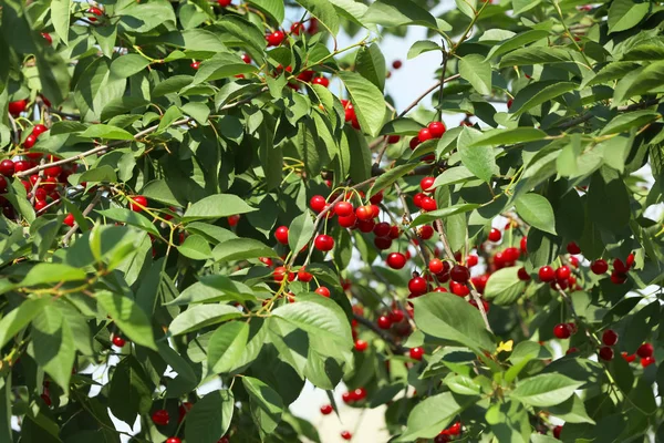 Bacche Ciliegio Mature Fresche Albero — Foto Stock