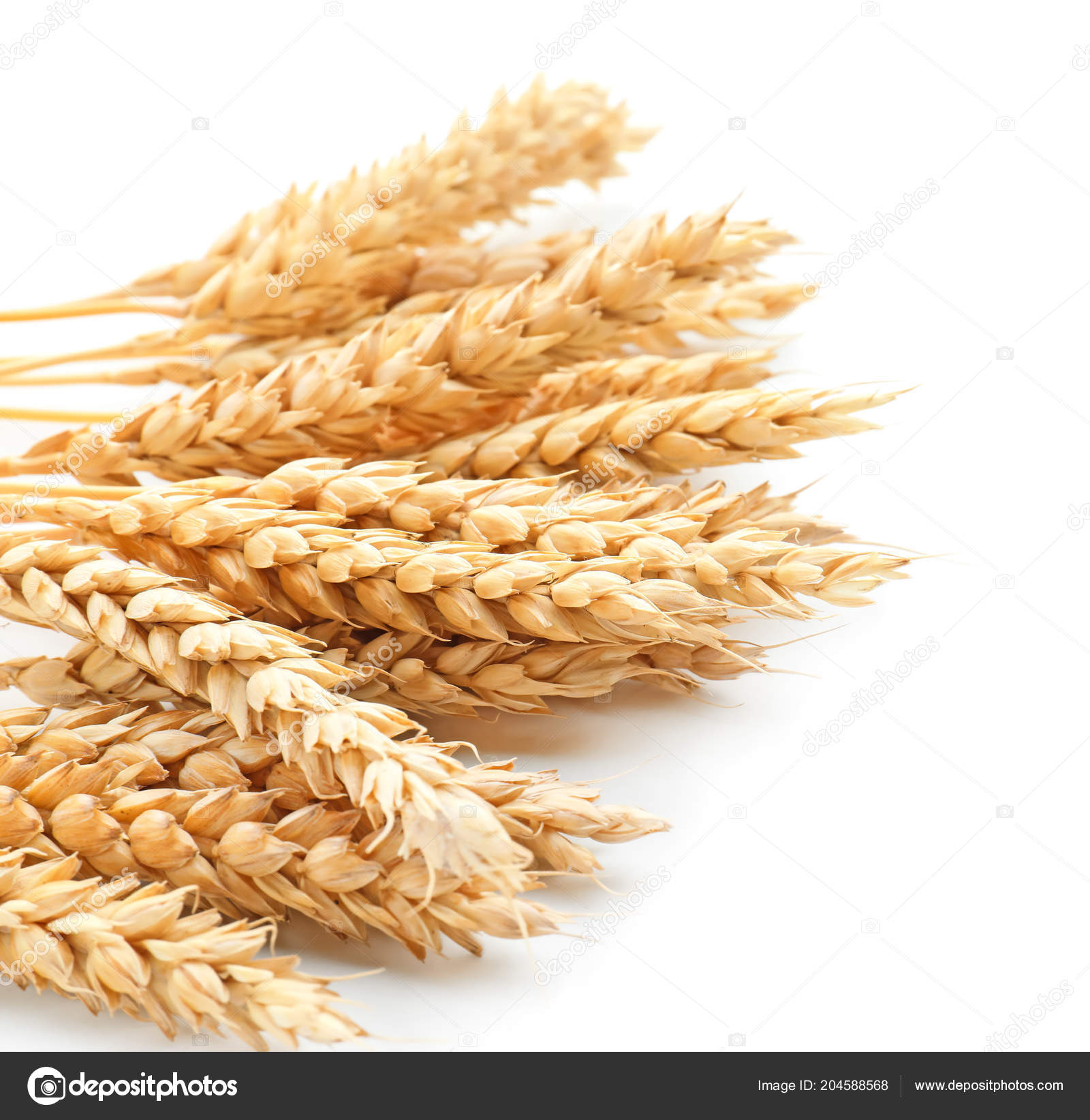 白色背景的麦穗——图库图片© serezniy #204588568