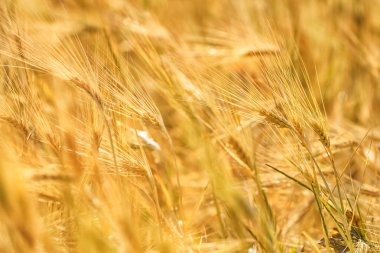 Güneşli bir gün alanında kulaklara buğday