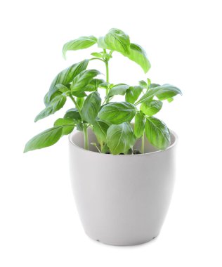 Tencerede beyaz zemin üzerine yeşil fesleğen