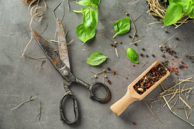 Taze fesleğen, baharat ve gri arka plan için makaslar ile kompozisyon
